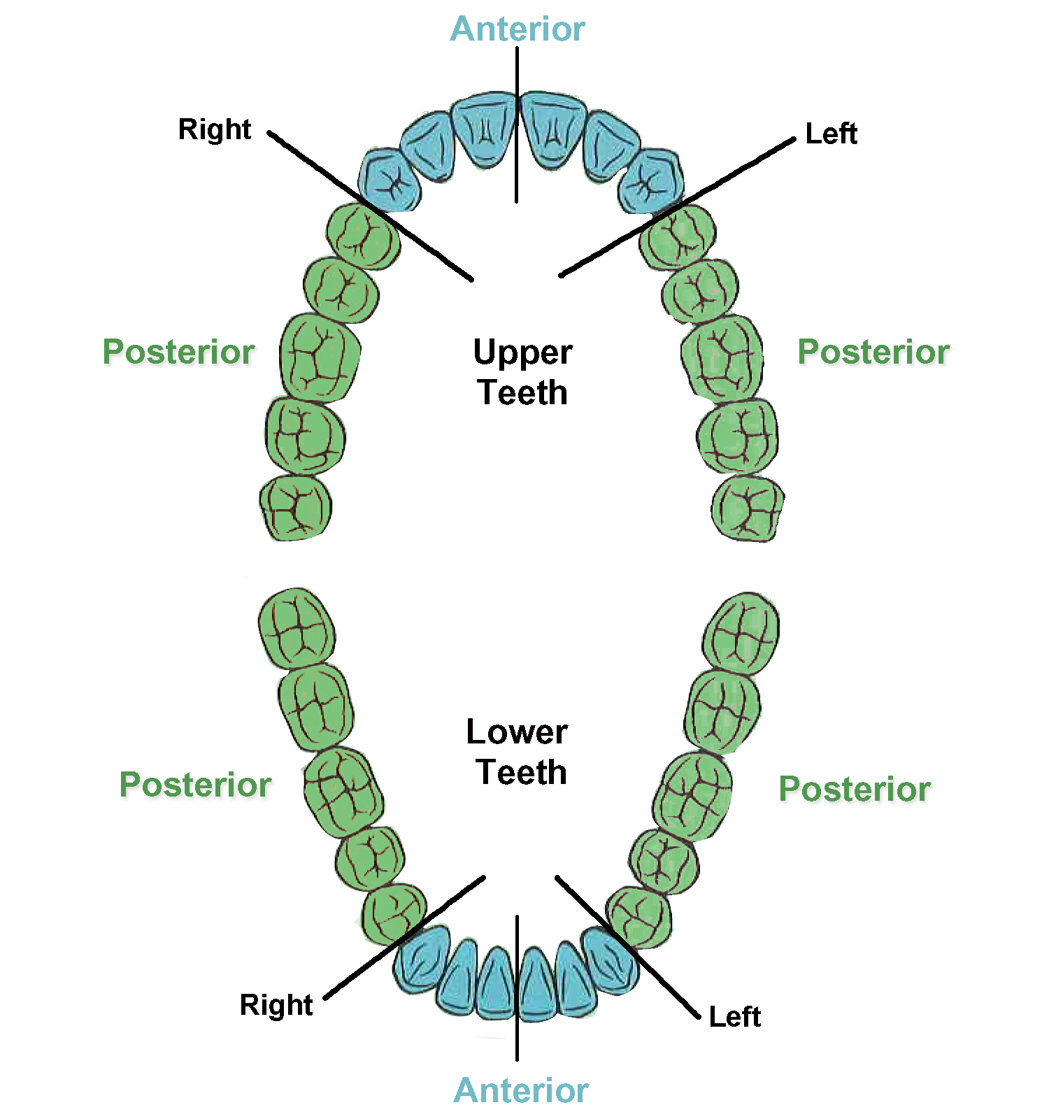 richard-gagne-charting Dental chart for dental implant low cost treatemtn